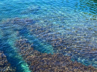 Clear sea water surface with algae.