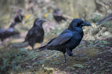 Black Crow walking. Side view of Carrion crow on the ground. Corvus corone.