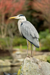 Close up of a Grey Heron bird with an out of focus background