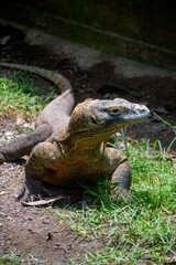 Komodo dragon lizard in the wild, Varanus komodoensis