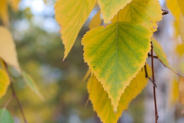 autumn leaves on a tree
