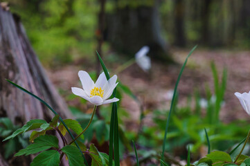 White blooming anemone close-up in a shady spring forest