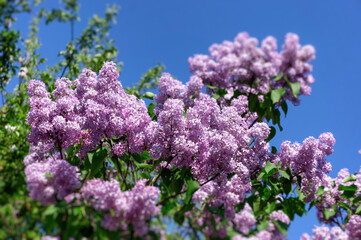 Fragrant lilac flowers. Joyful mood of spring