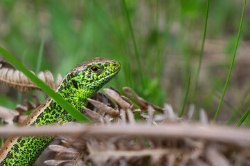 The sand lizard (Lacerta agilis) close-up, male. A small blood-sucking tick is visible near the reptile's eye.