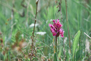 Blooming wild Orchis sambucina (Dactylorhiza sambucina)close-up in a spring field