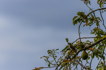 The yellow-vented bulbul perched on an avocado tree branch