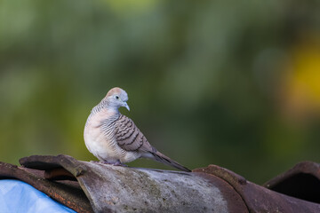 A spotted dove (Spilopelia chinensis) is a small and somewhat long-tailed pigeon perched on a roof tile