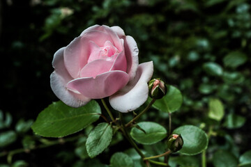pink rose