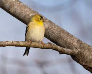 American Goldfinch on a branch