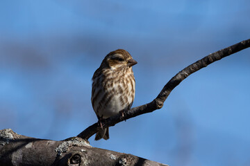 Female Purple Finch on branch.