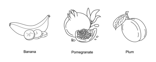 Hand drawing fruits collection. Line art fruits icons. Banana, Pomegranate, Plum isolated on white background. Fresh fruits design for packaging. Vector illustration