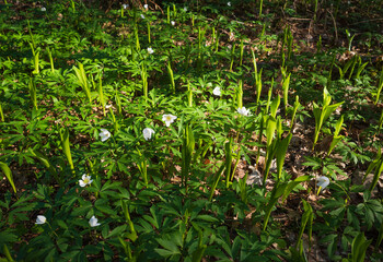 Field of wood anemone (anemone nemorosa) with white flowers and young fresh leaves of lily of the valley (Convallaria majalis) growing in sunny forest among the trees