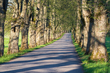 Obraz premium Hundred-year-old linden alley on sunny spring evening with shadows on the road by the Mercendarbe Manor