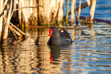 Common Moorhen ( gallinula chloropus )