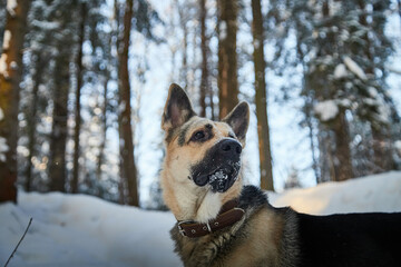 Dog German Shepherd outdoors in the forest in a winter day. Russian guard dog Eastern European Shepherd in nature on the snow and white trees covered snow