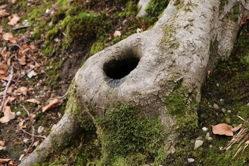 Round hole in grey root of a beech tree