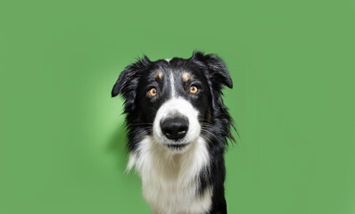 Clever; concentrate and serious border collie dog looking at camera. Isolated on green colored background