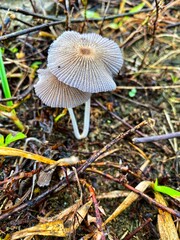 Little white mushroom