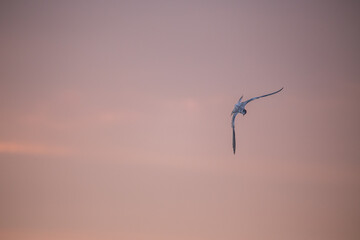 Möwe im Flug Sonnenuntergang 