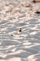 Vogel im Sand 