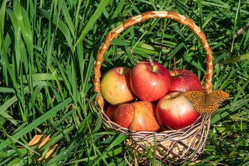 Basket with red apples among green grass