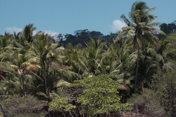Fototapeta premium joshua tree national park