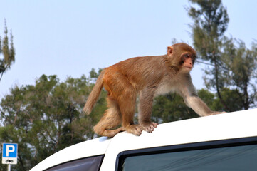 Monkey climbing on a car, Hong Kong