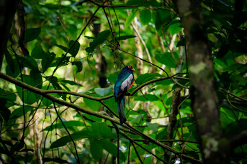 Slaty-tailed trogon in Panama.
Schieferschwänziger Trogon in Panama.