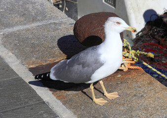 a wild sea gull standing near a pier 