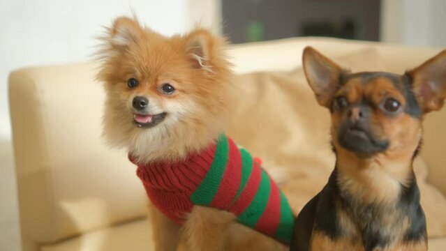 A cute Dogs sits in a cozy chair. Animals and human friendship 4K