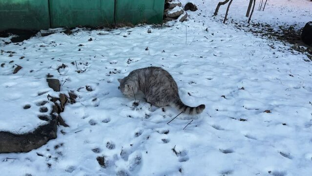 A fluffy gray striped cat poops in the snow. Concept: Pets