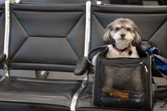 A dog sitting in an airline travel carrier at the airport