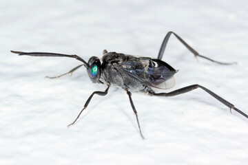 Ensign Wasp (Evania appendigaster). Parasitises, predation destroying egg cocoons of cockcroaches. Natural enemy of cockroaches. Introduced species.