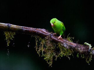 Plain Parakeet portrait on mossy stick and rainy day against dark green background