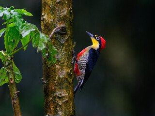 Yellow-fronted Woodpecker portrait on tree trunk and rainy day against dark green background
