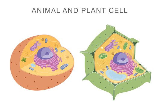Comparing animal and plant cells