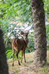 Heading among the Green Trees Javan Rusa Deer, Thailand