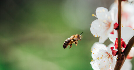 Branches of blossoming cherry and bee macro with soft focus. Beautiful cherry landscape. Floral spring abstract background of nature. Easter and spring greeting cards. Springtime