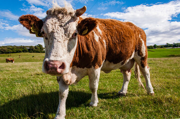 Naklejka na ściany i meble A cow looking at the camera in countryside of Scotland at sunny day