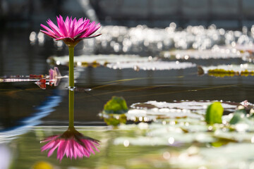 Lotus flower is in a pond