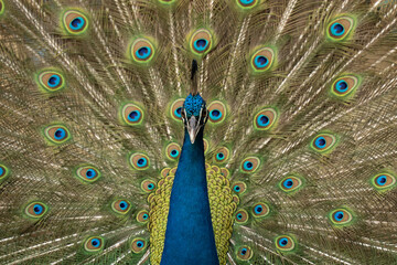 Obraz premium Indian peacock showing beautiful tail during mating season