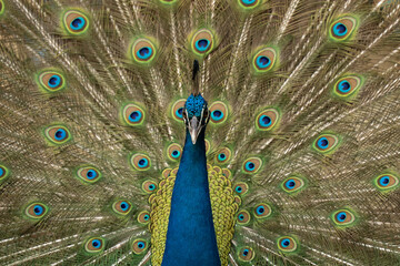 Indian peacock showing beautiful tail during mating season