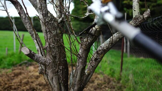 pruning fruit trees in a garde