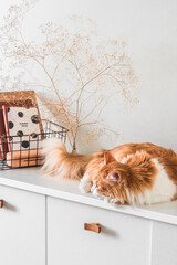 A red cat sleeps on a white chest of drawers next to a basket and decor in the living room