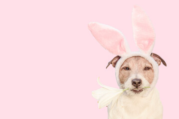 Dog wearing bunny ears holding in mouth white Trumpet Lily. Easter background.