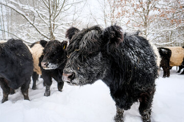 Galloway cattle breed cows in winter. Selective focus