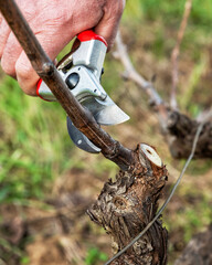 Winegrower pruning the vineyard with professional steel scissors. Traditional agriculture. Winter pruning