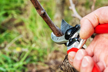 Winegrower pruning the vineyard with professional steel scissors. Traditional agriculture. Winter pruning