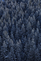 Snow landscape