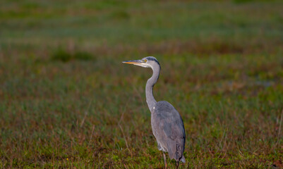 big gray water bird in the grass,Great Egret, Ardea alba